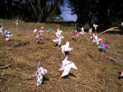 pinwheels1
